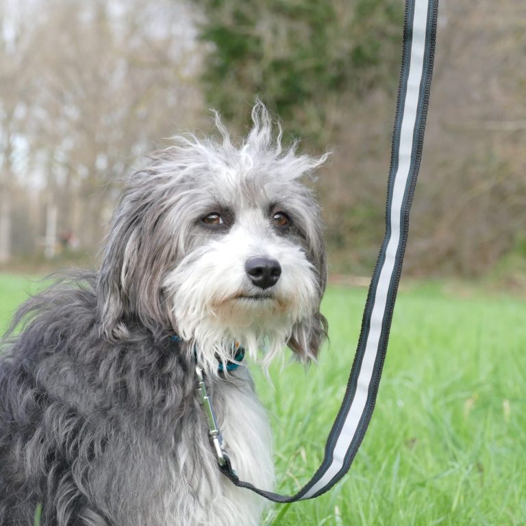 Reflektorleine Schwarz Das Bild zeigt einen Hund mit Schwarz und Weißem Fell. Der Hund sitzt und schaut in die Kamera. Der Hund ist an einer schwarzen Leine mit Reflektorstreifen befestigt.